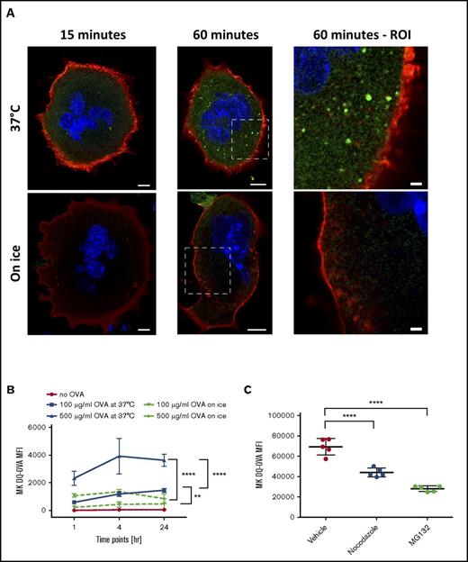 Figure 2. MKs can process OVA into peptides. MKs were pulsed with DQ-OVA and fluorescence was monitored over 60 minutes at 37°C (A). Scale bars represent 10 µm, except in 2 right panels scale bars represent 2 μm. MKs were incubated with 0, 100, or 500 µg/mL of DQ-OVA for 1, 4, or 24 hours at 37°C or on ice (B). Two-way ANOVA P < .01 and 1-way ANOVA with a Tukey correction for multiple testing at 24 hours; n = 4; mean with standard deviation (SD). Incubation of MKs with the proteasome inhibitor, MG132, or with the tubulin dynamic inhibitor, Nocodazole, was used to assess the proteasome and cytoskeleton contribution, respectively, to OVA processing (C). One-way ANOVA with a Tukey correction for multiple testing; n = 5; mean with SD; ****P < .0001; **P < .01; each n corresponds to an independent MK donor mouse.