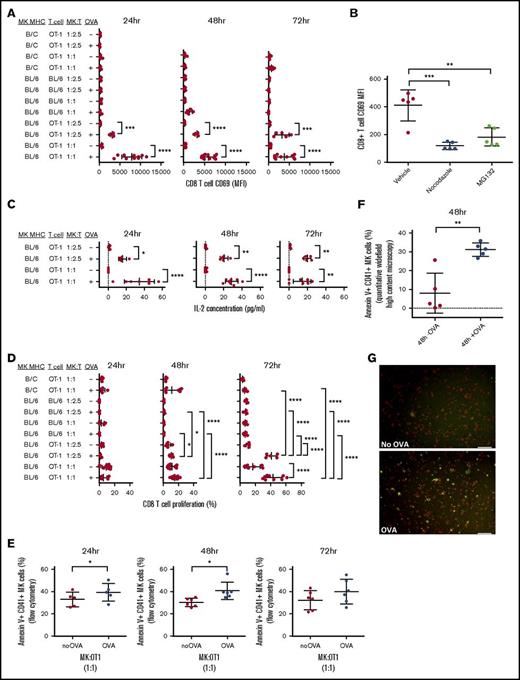 Figure 4. MKs activate CD8+ T cells via OVA crosspresentation. MKs were pulsed with or without OVA (+OVA or –OVA, respectively) and cocultured with OT-1 CD8+ T cells at 2 different cell ratio MK:CD8+ T cells (effector:target ratios = 1:1 and 1:2.5) for 24, 48, or 72 hours. In addition, B/c MKs were cocultured with OT-1 T cells to verify the MHC class I haplotype specificity of the CD8+ T-cell activation. MKs were also cocultured with WT BL/6 CD8+ T cells as a negative control with naïve CD8+ T cells. CD69 surface expression was assessed to monitor CD8+ T-cell activation (A). CD8+ T-cell activation was also measured with and without tubulin cytoskeleton or proteasome inhibitors (nocodazole and MG132, respectively) during OVA pulse (B). IL-2 was measured in coculture medium to confirm CD8+ T-cell activation (C). CD8+ T-cell proliferation was also measured (D). One-way ANOVA with a Tukey correction for multiple testing; n ≥ 5; mean with SD (A-D). Cytotoxic response was quantified in MKs using Annexin V as a marker of apoptosis by flow cytometry (E). Paired t or Wilcoxon test; n = 5, mean with SD. These results were confirmed at 48 hours by quantitative widefield high-content microscopy. Unpaired t test; n = 5; mean with SD (F). A representative image of the coculture used for the quantification shows the staining for Annexin V (green) in CD41+ MKs (red) in coculture with CD8+ T cells (unlabeled) in the presence or absence of OVA (G). Scale bar represents 50 μm. ****P < .0001; ***P < .001; **P < .01; *P < .05; each n corresponds to an independent MK donor and CD8+ T-cell donor coculture.