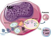 Graphical abstract for: Mature murine megakaryocytes present antigen-MHC class I molecules to T cells and transfer them to platelets;