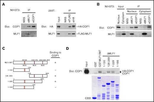 Figure 1. Myeloid leukemia-associated MLF1 specifically interacts with COP1 in the nucleus. (A) Specific interaction between endogenous MLF1 and COP1 proteins (left panels). Endogenous MLF1 and COP1 proteins were immuno-coprecipitated from the NIH3T3 cell lysate shown at the top and analyzed by immunoblotting with antibodies to COP1 (upper panel) and MLF1 (lower panel). Specific interaction between ectopically expressed MLF1 and COP1 proteins (right panels). The 293T cells were cotransfected with FLAG-tagged MLF1 and HA-tagged COP1. Ectopic MLF1 and COP1 proteins were immuno-coprecipitated from cell lysates shown at the top. The immune complex was analyzed by immunoblotting with antibodies to an HA epitope (upper panel) and MLF1 (lower panel). NRS, normal rabbit serum. (B) Nuclear and cytoplasmic fractions from NIH3T3 cells were separated by sequential elutions with digitonin-containing buffer and analyzed by immunoblotting using antibodies to COP1 and MLF1. (C) Schematic representation of MLF1 deletion mutants. The results of COP1 binding are summarized on the right. (D) The region of MLF1 involved in binding to COP1 in vitro. GST-control, GST-MLF1 WT, and GST-MLF1 mutant fusion proteins shown at the top of the panel were incubated with 293T cell lysates containing HA-tagged COP1 proteins. Bound proteins were detected by immunoblotting with an antibody to COP1. The amounts of GST proteins absorbed on the beads were evaluated by Coomassie brilliant blue (CBB) staining.