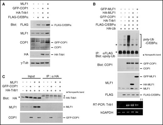 Figure 2. MLF1 inhibits the polyubiquitination of C/EBPα by interfering with Trib1-COP1 complex formation. (A) 293T cells were transfected with a combination of vectors shown at the top. Cell lysates were analyzed by immunoblotting with antibodies to a FLAG epitope, MLF1, COP1, an HA epitope, and γ-tubulin. (B) 293T cells were transfected with a combination of vectors shown at the top. Cell lysates were analyzed by immunoprecipitation with an antibody to a FLAG epitope followed by immunoblotting with an antibody to polyubiquitin chains (poly-Ub), and by immunoblotting with antibodies to COP1, MLF1, and a FLAG epitope. Total RNA was analyzed by semi-qRT-PCR using a pair of primers specific to Trib1 and human GAPDH. (C) 293T cells were transfected with a combination of vectors shown at the top. Cell lysates were analyzed by immunoprecipitation with an antibody to an HA epitope followed by immunoblotting with antibodies to an HA epitope, MLF1, and COP1.