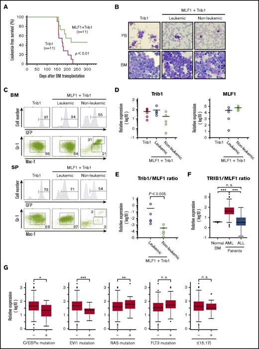 Figure 4. Overexpression of MLF1 partly overcomes Trib1-induced AML. (A) Myeloid leukemia–free survival curves of mice transplanted with MLF1/Trib1-cotransduced BM cells compared with Trib1 alone. Results are derived from 3 independent transfer experiments. The P value between Trib1 and MLF1/Trib1 mice was calculated with the log-rank test. P < .01. (B) May-Grünwald Giemsa–stained peripheral blood (PB) smears and cytospins of BM cells from leukemic Trib1 (left panel), leukemic MLF1/Trib1 (middle panel), and nonleukemic MLF1/Trib1 (right panel) mice. Original magnification ×400. (C) A fluorescence-activated cell sorter (FACS) analysis of BM and spleen (SP) cells for immature (Mac-1+Gr-1lo) and differentiated (Mac-1+Gr-1hi) granulocytes. The population of GFP-positive cells in BM and SP is shown in the upper panels. (D-E) A qRT-PCR analysis of Trib1 and MLF1 expression in BM cells from Trib1 (n = 6), leukemic MLF1/Trib1 (n = 5), and nonleukemic MLF1/Trib1 (n = 5) mice. ΔCt values for each sample were standardized by the ΔCt values of β-actin followed by normalization with the percentage of GFP-positive cells. The level of expression in normal BM was set to 1.0 (D). The Trib1/MLF1 ratio of each sample in panel D. P values between leukemic MLF1/Trib1 and nonleukemic MLF1/Trib1 mice were calculated with Student t test. P < .005. (E). Data are presented as scatter diagrams with mean values (horizontal bar). (F-G) Microarray data analysis of the TRIB1 and MLF1 expression in human leukemia. Gene expression data of normal BMs (n = 9) from healthy donors and AML (n = 285) and ALL (n = 284) patient samples were obtained from the GEO data sets (F). Patients with AML were classified into positive groups with C/EBPα mutation (n = 17), EVI1 mutation (n = 20), RAS mutation (n = 34), FLT3 mutation (n = 106), and t(15;17) chromosomal translocation (n = 18). Negative vs positive groups with each gene alteration were analyzed (G). Box plots showed stratification of the TRIB1/MLF1 ratio from each sample. Significance was calculated by the Mann-Whitney U test (*P < .05; **P < .01; ***P < .001; n.s., not significant).