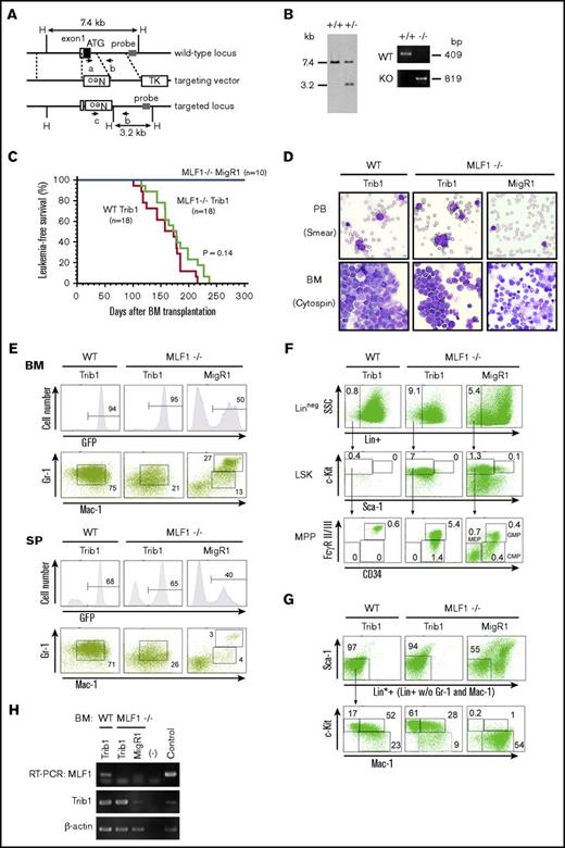 Figure 5. An MLF1 deficiency causes more immature AML in Trib1 mice. (A) Schematic representation of the Mlf1 gene targeting strategy. The coding exon 1 is shown as a filled box; an open box denotes a noncoding portion. The probe used for a Southern blot analysis is shown as a gray box. Primers a, b, and c used for genomic PCR are indicated as arrows with the amplified direction. Neo, the neomycin phosphotransferase gene; TK, thymidine kinase gene. A restriction site of HindIII is shown as a single letter, H. (B) A Southern blot analysis of the targeted Mlf1 locus (left panel). Genomic DNA was extracted from ES cell clones, digested with HindIII, and hybridized with the probe. The sizes of WT (7.4 kb) and disrupted (3.2 kb) alleles are indicated. A PCR analysis of genomic DNA isolated from WT and knockout mouse tails (right panel). The positions of WT (primers a and b, 409 bp) and mutant (KO, primers b and c, 819 bp) amplification products are indicated. (C) Myeloid leukemia–free survival curves of mice transplanted with Trib1-transduced Mlf1−/− BM cells (Mlf1−/− Trib1 mice) compared with Trib1-transduced WT BM cells (WT Trib1 mice) and MigR1 control vector-transduced Mlf1−/− BM cells (Mlf1−/− MigR1 mice). Results are derived from 5 independent transfer experiments. The P value between WT Trib1 and Mlf1−/− Trib1 mice was calculated with the log-rank test. P = .14. (D) May-Grünwald Giemsa–stained PB smears and cytospins of BM cells from WT Trib1 (left panel), Mlf1−/− Trib1 (middle panel), and Mlf1−/− MigR1 (right panel) mice. Original magnification ×400. (E) A FACS analysis of BM and SP cells for immature (Mac-1+Gr-1lo) and differentiated (Mac-1+Gr-1hi) granulocytes. The population of GFP-positive cells in BM and SP is shown in the upper panels. (F) A detailed FACS analysis of GFP-positive BM cells for the lineage negative cell (Lin−: CD3−B220−TER-119−Mac-1−Gr-1−), stem cell (LSK cells), and multipotent progenitor (CMP: Lin−c-Kit+Sca-1−FcγRloCD34+; GMP: Lin−c-Kit+Sca-1−FcγRhiCD34+; MEP: Lin−c-Kit+Sca-1−FcγRloCD34−). (G) A detailed FACS analysis of GFP-positive BM cells for the lineage negative cell excluding Mac-1 and Gr-1 (Lin*−: CD3−B220−TER-119−), committed myeloid progenitor (Lin*−Sca-1−c-Kit+Mac-1+), and differentiated myeloid cell (Lin*−Sca-1−c-Kitlo/−Mac-1+). (H) Total RNA extracted from GFP-positive BM cells was analyzed by semi-qRT-PCR using a pair of primers specific to COP1, Trib1, and β-actin.