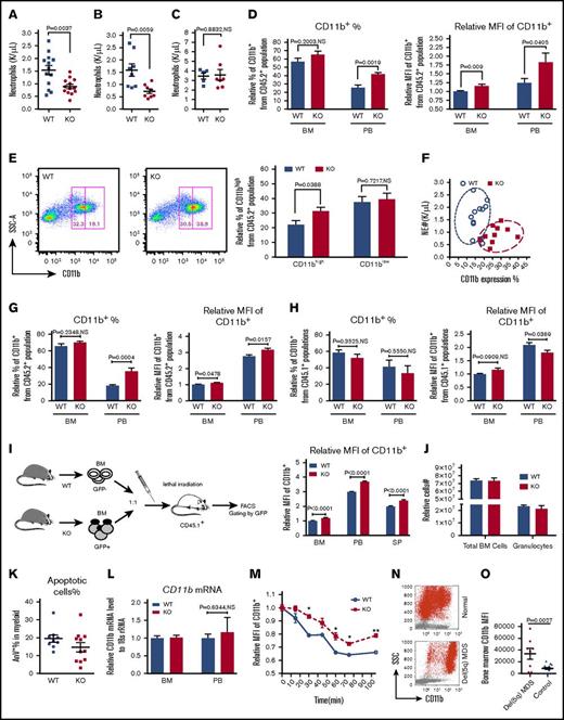Figure 1. mDia1 knockout (KO) mice develop neutropenia with increased expression levels of CD11b on neutrophils. (A) Absolute neutrophil count of 20-week old mDia1 KO (n = 13) and their littermate wild-type (WT) control mice (n = 13). (B) mDia1 WT (n = 8) and KO (n = 8) mouse bone marrow cells (CD45.2+) were retro-orbitally injected into lethally irradiated CD45.1+ congenic female mice. Absolute neutrophil count was analyzed at 3 months posttransplantation. (C) Bone marrow cells from CD45.1+ wild-type mice were transplanted into lethally irradiated CD45.2+ mDia1 WT (n = 5) or KO (n = 7) mice. Absolute neutrophil count was analyzed 3 months after transplantation. (D) Relative percentage and MFI of CD11b expression levels on the peripheral blood (PB) neutrophils and bone marrow (BM) granulocytes in mDia1 WT (n = 8) and KO (n = 6) mice. Data were obtained from 4 independent experiments. (E) CD11b expression levels on premature (CD11blow) and mature (CD11bhigh) bone marrow granulocytes. Data were obtained from 4 independent experiments (WT mice, n = 8; KO mice, n = 6). (F) Correlation analysis of neutrophil counts and CD11b expression levels (WT mice, n = 12; KO mice, n = 11). (G-H) CD11b expression levels on bone marrow granulocytes and peripheral blood neutrophils of the receipt mice, as described in panels B and C, were analyzed by flow cytometric analysis and presented in panels G and H, respectively. All data are shown as mean ± standard error of the mean. (I) Schematic illustration of the competitive bone marrow transplantation assay (left) and the levels of CD11b in the recipient mice (n = 3) from wild-type and knockout donor cells. (J) The absolute cell numbers for total bone marrow cells and granulocytes were quantified by flow cytometer (n = 3 in each group). (K) The percentage of apoptotic granulocytes in peripheral blood were assayed by annexin V (AnV) staining (WT mice, n = 9; KO mice, n = 11). (L) Relative mRNA levels of CD11b in the granulocytes from bone marrow and peripheral blood were assayed by quantitative polymerase chain reaction (WT mice, n = 7; KO mice, n = 5). (M). In vitro endocytosis assay of CD11b with peripheral blood neutrophils from mDia1 wild-type and knockout mice. Data were obtained from 3 independent experiments. (N) Representative flow cytometry results of the relative CD11b expression levels in a normal patient and a patient with del(5q) MDS. The cells were analyzed from the gated granulocytic population. (O) Quantitative analysis of data from panel N (del(5q) MDS patients, n = 8; normal patients, n = 14). *P < .05; **P < .01. FACS, fluorescence-activated cell sorting; NE, neutrophils; rRNA, ribosomal RNA; SSC-A, side scatter pulse area.