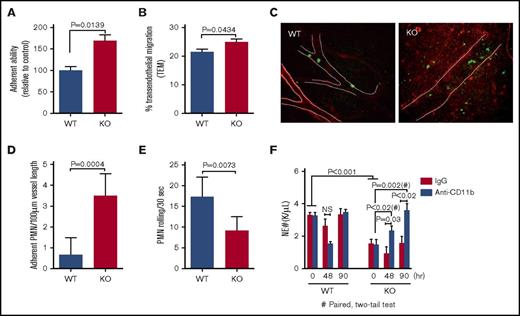 Figure 2. Increased adhesion to blood vessels and TEM of mDia1-deficient neutrophils. (A) In vitro adhesion assay was performed with negatively selected peripheral blood neutrophils on coverslips coated with poly-L-lysine. The relative percentage of adherent mDia1-deficient neutrophils relative to wild-type cells is presented (n = 3 in each group). (B) Negatively selected neutrophils from peripheral blood were seeded on a monolayer of human endothelial cells pretreated with recombinant human tumor necrosis factor (20 ng/mL) for 4 hours. After incubation at 37°C for 45 minutes, the cells were fixed, stained, and counted for 6 random fields (>50 cells in each field). The relative percentage of the transendothelial migrated cells was quantified. (C) Intravital imaging was performed on vasculature of the mDia1 wild-type and knockout mice to evaluate the rolling speed and adhesion of neutrophils in blood vessels. Blood vessels and neutrophils were immunofluorescently stained for PECAM-1 (red, outlined by white dashed lines) and Gr1 (green), respectively. Original magnification ×20. Data were quantified from 6 random fields per group (n = 2 in each group). A representative field is presented. (D-E) Quantitative analysis of the adherent neutrophils and their rolling speed in panel C. (F) mDia1 wild-type and knockout mice were injected twice with anti-CD11b or control antibodies at 50 μg per mouse. The absolute neutrophil count was determined at the indicated time after the second injection (n = 3 mice in each group). IgG, immunoglobulin G; PMN, polymorphonuclear leukocytes.