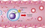 Graphical abstract for: Randomized phase 2 trial of regadenoson for treatment of acute vaso-occlusive crises in sickle cell disease;