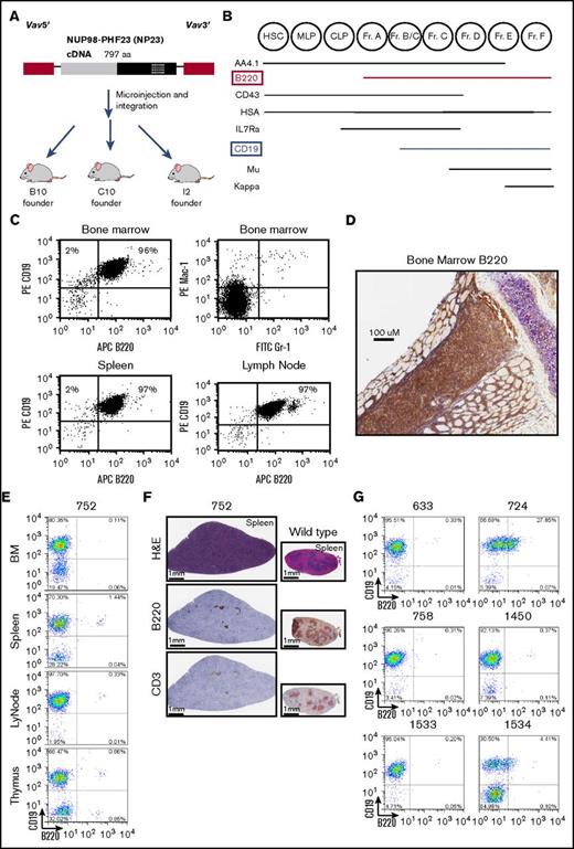 Figure 1. A subset of NP23 mice develop a CD19+ B220− leukemia. (A) Schematic of the NP23 transgene. Vav 5′ and 3′ regulatory elements are indicated in red, the NUP98 portion of the transgene is gray, and the PHF23 portion is black, with the PHD domain indicated with crosshatches. (B) Schematic of murine bone marrow (BM) B-lymphopoietic differentiation stages, adapted from Hardy and Hayakawa.20 (C) Flow cytometry profile of I2 mouse BM, spleen, and lymph node, stained with the indicated antibodies. (D) Immunohistochemical staining of I2 BM with B220 antibody. (E) Representative flow cytometry profiles of BM, spleen, lymph node (LyNode), and thymus from NP-23 B-lineage ALL 752 using CD19 and B220 antibodies. (F) Hematoxylin and eosin (H&E), B220, and CD3 immunohistochemistry of infiltrated 752 spleen compared with a wild-type (WT) control. (G) B220/CD19 cell populations in additional pro–B-1 ALL samples. Analysis shown is of tissues with the highest purity of malignant cells: 633 BM, 724 BM, 758 BM, 1450 BM, 1533 LyNode, and 1534 BM. CLP, common lymphoid progenitor; Fr, fraction; HSC, hematopoietic stem cell; MLP, multilineage progenitor.