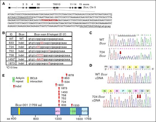 Figure 4. Bcor mutations in NP23 pro–B-1 ALL. (A) Schematic of mouse Bcor transcript (Bcor-001; ENSMUST00000115513), exons 1 to 15. Black upper-case text is exon 8 coding sequence. Underlined sequence indicates PCR primers. An internal alternative exon 8 splice acceptor site is indicated (|). The Bcor 11-bp palindromic mutational hotspot is shown in red. (B) Bcor exon 8 mutations at the exon 8 hotspot; indels shown in red capital letters. (C) WT and 724 pro–B-1 ALL sequence across the mutational hotspot (underlined). Red arrow indicates site of CC dinucleotide insertion. (D) 724 messenger RNA expression (lower panel). Red arrows indicate CC dinucleotide insertion. Predicted amino acid sequence is indicated (upper panel). (E) Schematic of the mouse Bcor protein and mutation sites (arrowheads).