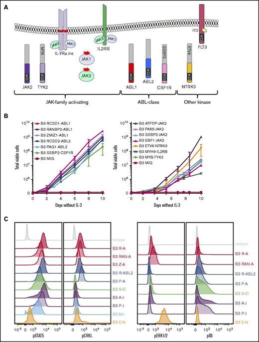Figure 2. Cytokine independence and constitutive activation of signaling pathways in Ba/F3 cells. (A) Kinase alterations investigated in this study. Red and yellow shapes denote sequence mutations. (B) Growth of Ba/F3 cells in the absence of IL-3. Cell number was determined using trypan blue. Each point represents the mean ± standard deviation (SD; n = 3). (C) Phosphoflow cytometric analysis of signaling phosphoproteins in Ba/F3 cells. Cells were grown in the absence of IL-3, harvested, and assessed for the phosphorylation of pSTAT5, pCRKL, pERK1/2, and PS6. A-J, ATF7IP-JAK2; E-N, ETV6-NTRK3; KD, kinase domain; M-I, MYH9-IL2RB; P-A, PAG1-ABL2; P-J, PAX5-JAK2; R-A, RCSD1-ABL1; R-ABL2, RCSD1-ABL2; RAN-A, RANBP2-ABL1; S-C, SSBP2-CSF1R; Z-A, ZMIZ1-ABL1.