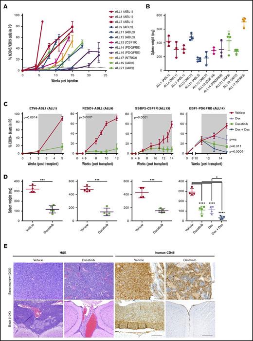 Figure 6. Dasatinib is effective in vivo against ABL-class fusions. (A) Levels of human CD45/CD19+ blasts in the peripheral blood of NSG mice injected with primary B-ALL cells. (B) Spleen weight of NSG mice at harvest. (C) NSG mice were injected with primary leukemic cells. Upon peripheral engraftment of 5% human CD45, animals (n = 5) were treated with vehicle, dasatinib (20 mg/kg per day), dexamethasone (4 mg/mL ad libitum), or dasatinib and dexamethasone combined. Treatment length is indicated by the gray shaded area; animals were euthanized at the last time point. Analysis of slope was measured by linear regression and unpaired 2-way t test comparing vehicle with dasatinib (ALL1, ALL9, ALL13), or 1-way analysis of variance (ANOVA) with Tukey posttest for multiple comparisons (ALL14). (D) Spleen weights were measured at the time of euthanasia. Each point represents the mean ± SD (n = 5). (E) Representative H&E and human CD45 staining of bone marrow and brain harvested from vehicle or dasatinib-treated mice of ALL1. *P < .05, ***P < .001, ****P < .0001. Das, dasatinib; dex, dexamethasone.