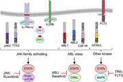 Graphical abstract for: Oncogenic role and therapeutic targeting of ABL-class and JAK-STAT activating kinase alterations in Ph-like ALL;