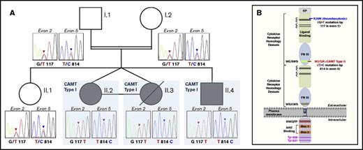 Figure 1. Novel in cis double MPL mutation is associated with familial CAMT type I. (A) Pedigree tree that illustrates the autosomal recessive transmission pattern in this family. Circles represent females and squares represent males. Open symbols indicate healthy family members, filled symbols indicate family members with CAMT type I, single horizontal line connecting 2 symbols indicates monozygotic twins, and slashes represent deceased family members. The genotypes of all family members are presented as genomic DNA sequencing chromatograms. Family members I.1, I.2, and II.1 are heterozygous for the 2 G117T mutation in exon 2 and the T814C mutation in exon 5. Family members II.2, II.3, and II.4 are homozygous for both mutations. (B) Schematic representation of the functional domains of the Tpo receptor and the location of extracellular G117T (K39N) polymorphism and T814C (W272R) mutation. C, cysteine residue; FN III, fibronectin III domain; SP, signal peptide; TM, transmembrane domain; Tyr, tyrosine residue.