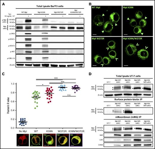 Figure 2. Mpl W272R and K39N/W272R are absent from the cell surface and do not respond to ligand stimulation. (A) Western blot results for total Mpl protein and phosphorylated (p) signaling partners in cell lysates prepared from transfected Ba/F3 cells with and without Tpo stimulation (50 ng/mL, 10 minutes, 37°C). Labels at the top indicate WT or mutant MplmNG constructs for each cell line tested. (B) Representative confocal images of the live Ba/F3 cells used for western blot characterization in panel A. Closed arrowhead symbols indicate the presence of surface Mpl in cells expressing WT or K39N Mpl. Open arrowhead symbols point to the absence of a clearly defined plasma membrane outline in cells expressing W272R or K39N/W272R mutant Mpl. (C) Image analysis of human UT-7 cells co-expressing MplmNG WT or mutant proteins and the ER-resident protein calreticulin (CRT) fused to TagRFP-T (CRTTagRFP-T). Co-localization of both fluorescent markers was assessed by using Pearson’s analysis of dual-channel confocal images from at least 20 cells for each condition. Means ± standard error of the mean are shown, and pairwise statistical analyses using unpaired Student t test are represented by horizontal bars. Representative images of each cell population are shown at the bottom of the panel. (D) Co-immunoprecipitation (IP) of mutant Mpl proteins with ER-resident proteins CRT and calnexin (CANX) in stably transfected UT-7 cells. Upper bands in the WT and K39N (KN) lanes represent fully glycosylated receptors, indicative of maturation in the Golgi. Scale bars = 5 µm. *P < .05; ***P < .0001. n.s., not significant.