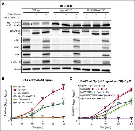 Figure 3. Gene editing or autophagic delivery of mutant Mpl to the cell surface rescue receptor function in vitro. (A) Transient overexpression of GRASP55 tagged with a V5 epitope results in accumulation of the lower-molecular-weight core-glycosylated form of Mpl regardless of WT or mutant status. Receptors are shown to be signaling competent on the basis of phosphorylation of key signaling proteins in the Jak/STAT and PI3K pathways in response to Tpo. (B-C) XTT-II proliferation assays performed on UT-7 or Ba/F3 cell lines expressing WT or mutant MplmNG and selected for growth in the presence of Tpo (panel C, solid lines) or eltrombopag (Elt) (panel C, dotted lines). CRISPR-Cas9–edited cells that were reverse-engineered to restore the WT sequences in MPL exon 5 from the mutated W272R sequence (labeled Mpl W272R>WT) are represented by blue open circles. UT-7 cells were edited by using the D10A Cas9 mutant and 2 single gRNAs in a double nickase approach. A classical WT Cas9 approach (ie, coupled to a unique single gRNA) was used to edit Ba/F3 cells. **P < .005; ***P < .0001.