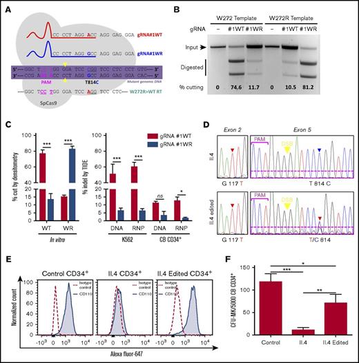 Figure 4. Gene editing in K562 cells and primary CD34+ cells. (A) Schematic of sequence-specific gRNA#1WT and gRNA#1WR and their target genomic MPL sequence representing the protospacer-adjacent motif (PAM), double-strand break site (yellow arrowheads), and the W272R single point mutation site (T814C). DNA codons are underlined, and the repair template (RT) used to convert the W272R mutation to the WT sequence (W272R>WT) is also represented. (B) Example of in vitro digestion assay with gRNA#1WT or gRNA#1WR in the presence of their match or mismatch target sequences. Quantification of cutting efficiency was performed by using densitometry analysis. (C) Left panel shows quantification of in vitro cutting capabilities of gRNA#1WT and gRNA#1WR. Right panel shows quantification of the percentage of indel formation obtained with gRNA#1WT and gRNA#1WR when delivered as plasmid DNA or RNP complexes in K562 or CB CD34+ cells. (D) Control, unedited, and edited CD34+ cells isolated from patient II.4 were sequenced at day 5 after editing. G117T represents the K39N mutation and T814C represents the W272R mutation. Dotted magenta rectangles highlight the presence of additional overlapping sequences in edited cells for the T814C locus, indicating an off-target effect. (E) Flow cytometry analysis of anti-Mpl (CD110)-AlexaFluor-647 binding on control CD34+ cells, unedited patient II.4 CD34+ cells, or edited II.4 CD34+ cells at day 5 after editing. (F) In vitro megakaryocytic colony formation assay conducted in the presence of Tpo with the same cell samples used in panel E. *P < .05; **P < .005; ***P < .0001. CFU, colony-forming unit; DSB, double-strand break.