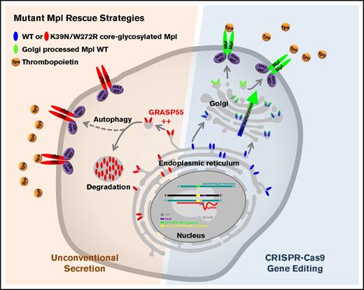 Figure 6. Functional rescue strategies for Mpl mutants. Schematic summary of the 2 rescue approaches used to restore Mpl function: (1) overexpression of GRASP55 to force immature Mpl receptor expression at the cell surface using unconventional autophagy-dependent secretion and (2) CRISPR-Cas9 gene editing to convert mutated Mpl DNA sequence to WT sequence. sgRNA, single-guide RNA.
