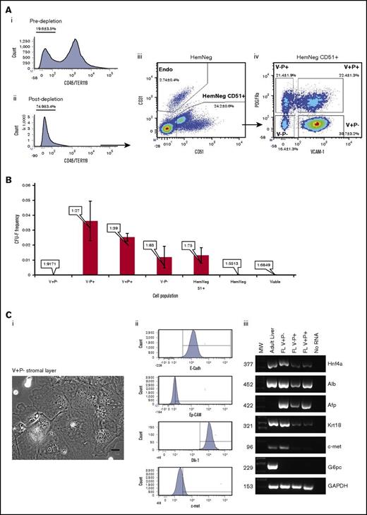 Figure 1. Isolation and characterization of different stromal cell populations from mouse fetal livers. Fetal liver cell suspensions obtained following enzymatic digestion of dissected E13.5 fetal liver were subjected to fluorescence-activated cell sorting analysis and CFU-F assays. (A) Fluorescence-activated cell sorting analysis before (i) and after (ii) magnetic depletion of CD45/TER119 hematopoietic cells, and the gating strategy used for the sorting of the different cell populations tested for CFU-F content (iii-iv). Dot plots and histograms are representative figures with the mean ± standard error of the mean (SEM) from 27 independent experiments. (B) Sorted cell populations were plated in α-minimal essential medium 20% fetal calf serum, and CFU-F frequencies were determined in limiting dilution assays using L-Calc software. Values represent mean ± SEM from 3 independent experiments. (C) Hem−CD51+VCAM-1+PDGFRα− (V+P−) cells that failed to produce CFU-F were sorted and plated in EGM-2. (i) Phase contrast images of the adherent layers constituted of large spread cells. Scale bar represents 40 μm. (ii) Expression of E-cadherin (E-Cadh), c-met, epithelial cell adhesion molecule (EpCAM), and Dlk-1 for the V+P− cell population. Shown is a representative histogram from 3 independent experiments. All histogram markers are based upon fluorescence-minus-one controls. (iii) Expression of Hnf4a, Alb, Afp, Krt18, c-met, G6pc, and GAPDH transcripts in sorted cells from the fetal liver and total adult liver. Figures on the left side of the panel indicate amplicon size. FL, fetal liver; MW, molecular weight; Neg, negative.