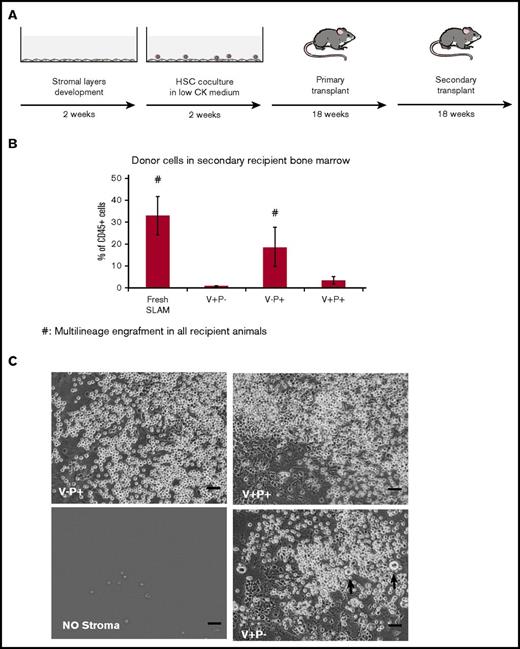 Figure 2. V+ P− stromal cells do not support maintenance of long-term repopulating HSCs. (A) Outline of the long-term HSC repopulating assay. Bone marrow–derived CD45.1+ SLAM cells cultured in low-cytokine medium onto stromal layers were transplanted into F1 double congenic CD45.1+/CD45.2+ irradiated mice. Bone marrow cells from primary recipient mice were transplanted into F1 secondary recipient mice. (B) Percentage of donor cells in the bone marrow of secondary recipient mice 18 weeks posttransplant are presented (# indicates groups for which all recipient animals displayed multilineage engraftment). Values represent mean ± standard deviation (SD) from 2 independent experiments. (C) Representative images of the cocultures after 14 days. Arrows point to putative MKs. Scale bars represent 80 μm. CK, cytokine.