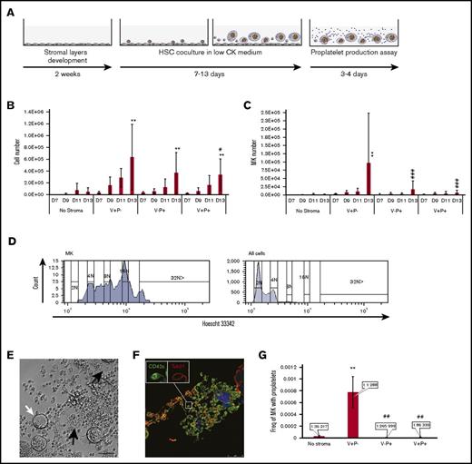 Figure 3. HSC culture with V+ P− stromal cells supports the expansion of CD41+ CD42+ polyploid MKs that efficiently produce proplatelets. (A) Fetal liver stromal cells were sorted confluent adherent layers developed over 2 weeks. HSCs (50 SLAM cells) were cocultured with sorted stromal cells for 7 to 13 days and assayed for MK production. At days 9 to 13, a fraction of the cells were subcultured in proplatelet medium. (B) Total number of cells produced from 50 SLAM cells in the absence of stroma or with the different stroma. Values represent mean ± SD from 5 independent experiments. *P < .01 vs the nonstroma group for the same day; # P < .05 vs stroma V+P− for the same day. Other comparisons were not statistically significant. (C) Total number of MKs, identified as cells expressing CD41 and CD42c, produced from 50 SLAM cells. Values represent mean ± SD from 5 independent experiments *P < .01 vs the nonstroma group for the same day; #P < .001 vs stroma V+P− for the same day. Other comparisons were not statistically significant. (D) Representative histogram of the DNA content analysis of MKs (CD41+CD42c+) top) and all cells (bottom) produced during a 13-day coculture on V+P− cells. (E) Representative phase contrast image of cells first cultured on V+P− cells and replated for 3 to 4 days in proplatelet medium. White arrows indicate MKs, and black arrows indicate proplatelet extension. Scale bar represents 100 μm. (F) Immunostaining confirmed the presence of tubulin β1 in the proplatelet extension. Scale bar represents 25 μm. (G) Cells from day 11 coculture were harvested and plated in proplatelet medium using a limiting dilution scheme. The frequency of cells produced from day 11 cocultures capable of producing proplatelet-bearing MKs is presented. Values represent mean ± SD from 4 independent experiments *P < .01 vs the nonstroma group for the same day; #P < .01 vs stroma V+P− for the same day. Other comparisons were not statistically significant. CK, cytokine; D, day.