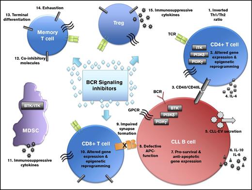 Figure 1. The complex interplay of immune subsets in chronic lymphocytic leukemia that may be affected by B-cell receptor signaling inhibitors. BCR signaling inhibitors, such as ibrutinib, idelalisib, and others, act directly on the malignant B cell. However, recent research demonstrates that BCR inhibitors act on various immune cell types within the CLL microenvironment that control immune dysfunction and immune-related serious adverse events occurring in patients. Novel mechanisms of action for B-cell receptor inhibitors characterized in these immune cells may lead to repurposing of the drug for use in other cancers or autoimmune conditions.