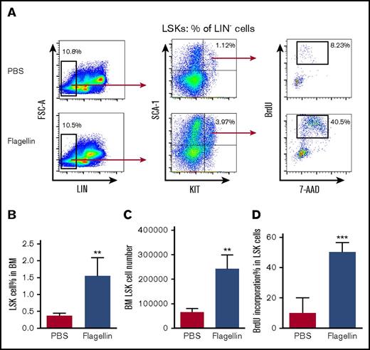 Figure 1. Flagellin induces LSK cell proliferation in vivo. Eight-week-old female C57BL/6 mice were treated with PBS only or with PBS containing 20 μg flagellin by IP injection. Fifteen hours following injection, the mice were labeled with 1 mg BrdU for 1 hour and then euthanized. Whole bone marrow cells were prepared and analyzed by flow cytometry. Representative flow cytometry plots comparing LSK cell proliferation (A), statistical analysis of LSK cell percentage in bone marrow (calculated by forward-side scatter gate % × single cell % × Lin− % × LSK % in Lin− cells) (B), LSK cell number (C), and BrdU incorporation in LSK cells (D) are shown. Statistics were analyzed by unpaired Student t test (**P < .01; ***P ≤ .001). Error bars represent standard error of the mean (SEM). BM, bone marrow; FSC, forward scatter.