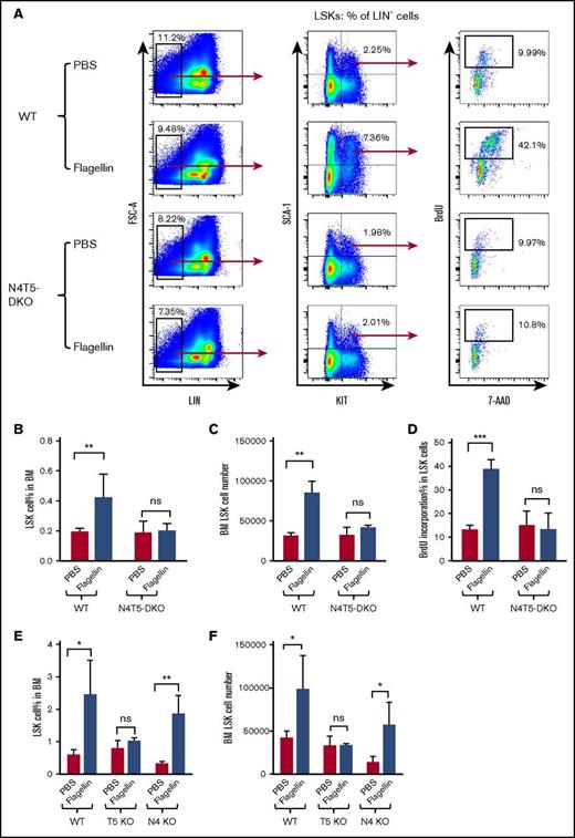 Figure 2. Flagellin-mediated LSK cell proliferation is TLR5 dependent. WT B6 mice, TLR5-knockout (shown as T5 KO), NLRC4-knockout (shown as N4 KO), and N4T5-DKO mice were treated with flagellin as in Figure 1. Whole bone marrow cells from these mice were analyzed for LSK cell proliferation by flow cytometry. Representative flow cytometry plots comparing LSK proliferation (A), LSK cell % in bone marrow (B), LSK cell number (C), BrdU incorporation (D) in WT vs N4T5-DKO mice, LSK cell percentage (E), and LSK cell number in bone marrow (F) in WT, TLR5-knockout, and NLRC4-knockout mice are shown. Statistics were analyzed by unpaired Student t test (*P < .05; **P < .01; ***P ≤ .001). Error bars represent SEM. ns, not significant.