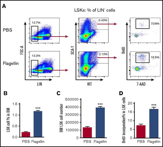 Figure 3. Flagellin induces LSK cell proliferation ex vivo. Whole bone marrow cells from WT B6 mice were incubated in complete RPMI with or without 50 ng/mL flagellin for 15 hours. The cells were then labeled with 10 µM BrdU for 1 hour and analyzed by flow cytometry. Representative flow cytometry plots comparing LSK proliferation (A), LSK cell percentage in bone marrow (B), LSK cell number in bone marrow (C), and BrdU incorporation (D) in PBS-treated vs flagellin-treated bone marrow cells are shown. Statistics were analyzed by unpaired Student t test (***P ≤ .001). Error bars represent SEM.