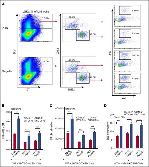 Figure 4. Flagellin activates LSK cell proliferation indirectly. Whole bone marrow cells from CD45.1+ WT and CD45.2+ N4T5-DKO mice were mixed in a 1:1 ratio and incubated in complete RPMI or RPMI containing 50 ng/mL flagellin for 15 hours, followed by 1-hour labeling with 10 µM BrdU. Cells were analyzed by flow cytometry as in Figure 1. Representative flow cytometry plots comparing LSK proliferation (A), LSK cell percentage in BM (B), LSK cell number in bone marrow (C), and BrdU incorporation (D) for PBS vs flagellin-treated mixed cell culture. Statistics were analyzed by unpaired Student t-test, error bars depict SEM. ***P ≤ .001.