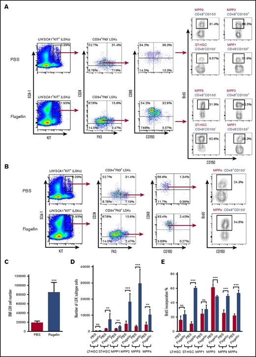 Figure 5. Flagellin treatment preferentially induces hematopoietic progenitor cell proliferation in bone marrow. Bone marrow cells from WT B6 mice treated with flagellin for 15 hours were analyzed by flow cytometry using antibodies including SLAM-code CD48 and CD150 to determine hematopoietic stem cell and hematopoietic progenitor cell proliferation. The following markers were used: LT-HSCs, CD34−Flt3−CD150+CD48−; ST-HSCs, CD34+Flt3−CD150−CD48−; MPP1, CD34+Flt3-CD150+CD48−; MPP2, CD34+Flt3−CD150+CD48+; MPP3, CD34+Flt3−CD150−CD48+; and MPP4, CD34+Flt3+CD150−CD48+. Shown are BrdU incorporation of MPP1, MPP2, MPP3, ST-HSCs (A), and MPP4 (B) in PBS- vs flagellin-treated mice, statistics of total LSK cell number (C); LT-HSC, ST-HSC, MPP1, MPP2, MPP3, and MPP4 cell numbers (D); and BrdU incorporation (E) in PBS- vs flagellin-treated mice. Statistics were analyzed by unpaired Student t test (**P < .01; ***P ≤ .001). Error bars represent SEM. BM, bone marrow.