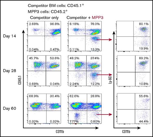 Figure 6. Flagellin-induced MPP3 cells are myeloid biased and predominantly differentiate into neutrophils. Two thousand MPP3 cells were FACS-sorted from whole bone marrow cells of flagellin-treated CD45.2+ mice and transferred to irradiated CD45.1+ WT B6 mice along with 4 × 105 whole bone marrow cells from CD45.1+ mice. Whole blood cells of recipient mice were analyzed at indicated time points by flow cytometry using antibody to CD45.1, CD11b, and Ly6G to show peripheral blood cells differentiated from MPP3. Representative flow cytometry plots of MPP3-originated myeloid cells (CD45.1−CD11b+) and neutrophils (CD45.1−CD11b+Ly6G+) are shown.