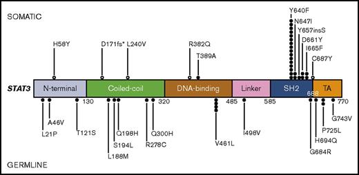 Figure 1. Linear depiction of the protein domains of the STAT3 gene and the location of each variant detected within our cohort. Variants predicted to be somatic are positioned above the gene diagram, and variants predicted to be germ line are positioned below. Open circles represent somatic STAT3 mutations potentially associated with conditions or diseases other than LGL leukemia.