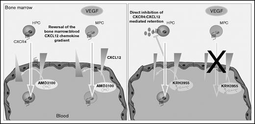 Figure 7. Chemically distinct CXCR4 antagonists mobilize progenitor cells by different mechanisms. AMD3100 treatment generates a CXCL12 gradient across the sinusoidal endothelium, which supports migration of HPCs and MPCs from the bone marrow into the circulation. On the other hand, KRH3955 directly disrupts CXCR4-mediated retention of HPCs, resulting in their mobilization, but does not generate the CXCL12 chemokine gradient critical for MPC mobilization.