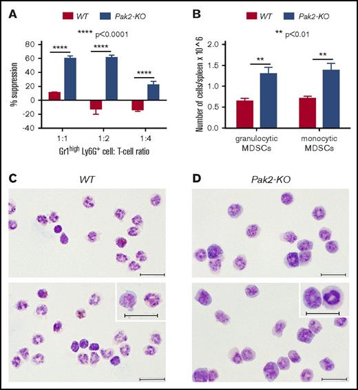 Figure 1. Genetic disruption of Pak2 in HSPCs induces MDSC expansion in the spleen. CD45.1+ naive BoyJ mice were noncompetitively transplanted with CD45.2+Pak2flox/floxMx1Cre+ (Pak2-KO) or CD45.2+Pak2flox/floxMx1Cre− (WT) BM cells and treated with polyIC. (A) Gr1highLy6G+ cells that were isolated from spleens suppressed T-cell proliferation. (B) The numbers of phenotypic granulocytic (CD11b+Ly6G+Ly6Clow) and monocytic (CD11b+Ly6Glow/−Ly6Chi) MDSCs are shown per spleen. (C-D) WT (C) and Pak2-KO (D) splenic CD45.2+Gr1highLy6G+ cells were stained with Giemsa. Inserts show morphology of cells at a high magnification. All scale bars represent 20 mm. Representative data from at least 3 experiments with 3 to 9 mice per genotype are shown.