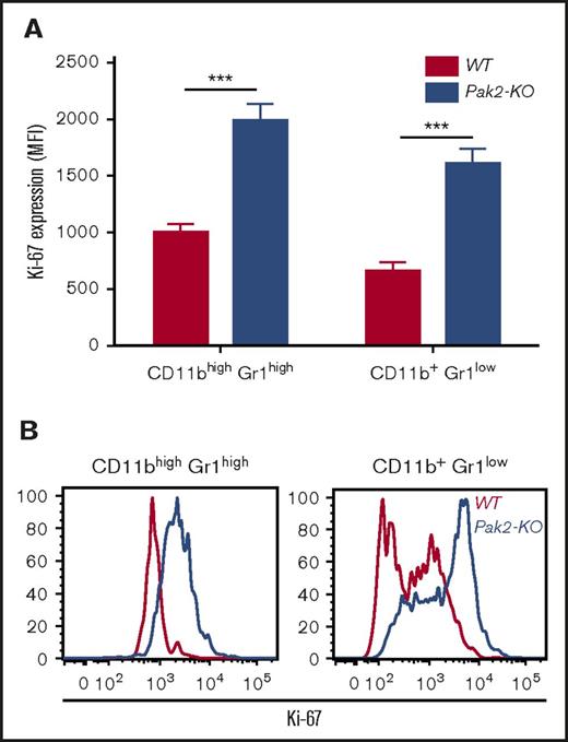 Figure 4. Pak2-KO spleen MDSCs are more proliferative than WT cells Freshly isolated splenocytes from mice reconstituted with Pak2-KO or WT BM were stained for CD11b, Gr1, and intracellular Ki-67. (A) MFI of Ki-67 in gated CD45.2+CD11bhighGr1high and CD11b+Gr1low populations is shown. (B) Representative flow histograms are shown. Representative data from 2 experiments with 3 to 6 mice per genotype are shown. ***P < .001.