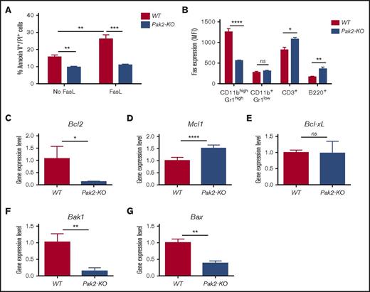 Figure 5. Pak2 disruption results in decreased spontaneous and Fas-FasL–induced apoptosis in MDSCs. (A) Freshly isolated splenocytes from mice reconstituted with Pak2-KO or WT BM were cultured in the presence or absence of FasL for 2 hours prior to CD11b, Gr1, Annexin V, and propidium iodide (PI) staining. The percentage of Annexin V+PI+ cells in the gated CD45.2+CD11bhighGr1high population is shown. (B) Freshly isolated splenocytes from mice reconstituted with Pak2-KO or WT BM were stained for CD45.2, Fas, CD11b, Gr1, CD3, and B220. The MFI of Fas in gated CD45.2+ populations is shown. (C) Bcl2, (D) Mcl1, (E) Bcl-xL, (F) Bak1, and (G) Bax expression in Pak2-KO MDSCs or WT PMNs (progenies from the GM-CSF colony assays shown in Figure 3B) was determined by quantitative real-time PCR. Representative data from 3 or 4 experiments with 3 to 10 mice per genotype are shown. *P < .05; **P < .01; ***P < .001; ****P < .0001.