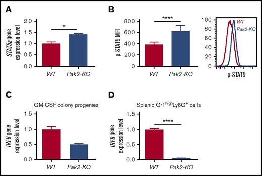 Figure 6. Loss of Pak2 activates STAT5 and downregulates IRF8 expression in MDSCs. (A) STAT5a gene expression and (B) STAT5 protein phosphorylation in Pak2-KO MDSCs or WT PMNs (progenies from the GM-CSF colony assays shown in Figure 3B) were determined by quantitative real-time PCR and flow cytometry, respectively. (C-D) IRF8 gene expression in Pak2-KO MDSCs or WT PMNs (progenies from the GM-CSF colony assays shown in Figure 3B) (C) and Pak2-KO or WT Gr1highLy6G+ cells (MDSCs and PMNs, respectively) (D) isolated from spleen are shown. Representative data from 2 or 3 experiments with 3 to 6 mice per genotype are shown. *P < .05; ****P < .0001.