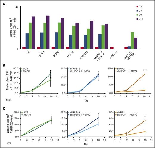 Overexpression of wild-type (WT) HSP70 restored HSP70, GATA1, and erythroid proliferation in depleted RPL11 erythroid progenitors. (A) Erythroid proliferation (number of cells ×104) during the time course from day 4 to day 11 of erythroid culture from normal cord blood CD34+ depleted in RPS19 or RPL11 by specific shRNAs has been studied compared with noninfected CD34+ cells (Co) or infected with various random scrambles (SCR-1 and SCR-2) or WT HSP70 cDNA lentivirus. The depleted RPS19 or RPL11 erythroid cell proliferation has been studied with and without WT HSP70 cDNA lentivirus infection. Five thousand CD34+ cells have been plated at day 4. Erythroid proliferation has been calculated compared with this number during the time course. Study of erythroid proliferation (number of cells ×104) between day 5 and day 10 from synchronized BFU-E (B) and CFU-E (C) erythroid progenitors in RPS19 or RPL11 deficient erythroid cells compared with SCR infected cells or WT HSP70 cDNA lentivirus infection (left panels). The depleted RPS19 (middle panels) or RPL11 (right panels) erythroid cell proliferation has been studied with (black spots) and without (white spots) WT HSP70 cDNA lentivirus infection. Five thousand CD34+ cells have been plated at day 5. Erythroid proliferation has been calculated compared with this number during the time course at days 7 and 10. Counting of the erythroid cells has been performed using flow cytometry (shown) and manual count under the microscope in triplicate. The data are shown as the mean ± the standard deviation (n = 3 experiments). **P < .01; ***P < .001. Expression level of total HSP70 and its cytoplasmic and nuclear subcellular distribution (D) and nuclear expression of GATA1 (E) in deficient RPS19 (shRPS19) and RPL11 (shRPL11) erythroid cells after (dark blue and red curves, respectively) or not (light blue and orange curves, respectively) WT HSP70 cDNA lentivirus infection at day 10 of synchronized erythroid culture. The results are presented in MFI obtained by using imaging flow cytometry (ImageStream). The vertical green and red lines represented the MFI of HSP70 expression (D) and GATA1 (E) in erythroid cells infected with shSCR or WT HSP70 cDNA lentivirus in depleted RPL11 cells, respectively. The total efficiency of the HSP70 rescue is shown by the overlapping of both lines as shown on the total expression of HSP70 but also in nucleic GATA1 expression. (F) Imaging flow cytometry (ImageStream) analysis of GATA1 and HSP70 immunostainings in synchronized erythroid cells at day 7 of culture after depletion of RPS19-shRNA or RPL11-shRNA and overexpression or not of WT HSP70 cDNA. Shown are HSP70, GATA1, DAPI, and merged HSP70 and GATA1 stainings. Original magnification ×60. Scale bar represents 10 µm. (G) β-globin expression level in deficient RPL11 (shRPL11) erythroid cells after (red curve) or not (orange curve) WT HSP70 cDNA lentivirus rescue at day 10 of synchronized erythroid culture. The results are presented as the MFI obtained by using imaging flow cytometry (ImageStream).