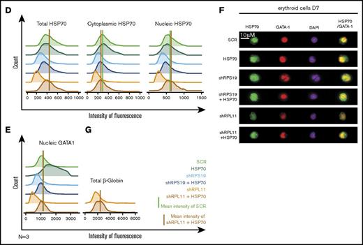 Overexpression of wild-type (WT) HSP70 restored HSP70, GATA1, and erythroid proliferation in depleted RPL11 erythroid progenitors. (A) Erythroid proliferation (number of cells ×104) during the time course from day 4 to day 11 of erythroid culture from normal cord blood CD34+ depleted in RPS19 or RPL11 by specific shRNAs has been studied compared with noninfected CD34+ cells (Co) or infected with various random scrambles (SCR-1 and SCR-2) or WT HSP70 cDNA lentivirus. The depleted RPS19 or RPL11 erythroid cell proliferation has been studied with and without WT HSP70 cDNA lentivirus infection. Five thousand CD34+ cells have been plated at day 4. Erythroid proliferation has been calculated compared with this number during the time course. Study of erythroid proliferation (number of cells ×104) between day 5 and day 10 from synchronized BFU-E (B) and CFU-E (C) erythroid progenitors in RPS19 or RPL11 deficient erythroid cells compared with SCR infected cells or WT HSP70 cDNA lentivirus infection (left panels). The depleted RPS19 (middle panels) or RPL11 (right panels) erythroid cell proliferation has been studied with (black spots) and without (white spots) WT HSP70 cDNA lentivirus infection. Five thousand CD34+ cells have been plated at day 5. Erythroid proliferation has been calculated compared with this number during the time course at days 7 and 10. Counting of the erythroid cells has been performed using flow cytometry (shown) and manual count under the microscope in triplicate. The data are shown as the mean ± the standard deviation (n = 3 experiments). **P < .01; ***P < .001. Expression level of total HSP70 and its cytoplasmic and nuclear subcellular distribution (D) and nuclear expression of GATA1 (E) in deficient RPS19 (shRPS19) and RPL11 (shRPL11) erythroid cells after (dark blue and red curves, respectively) or not (light blue and orange curves, respectively) WT HSP70 cDNA lentivirus infection at day 10 of synchronized erythroid culture. The results are presented in MFI obtained by using imaging flow cytometry (ImageStream). The vertical green and red lines represented the MFI of HSP70 expression (D) and GATA1 (E) in erythroid cells infected with shSCR or WT HSP70 cDNA lentivirus in depleted RPL11 cells, respectively. The total efficiency of the HSP70 rescue is shown by the overlapping of both lines as shown on the total expression of HSP70 but also in nucleic GATA1 expression. (F) Imaging flow cytometry (ImageStream) analysis of GATA1 and HSP70 immunostainings in synchronized erythroid cells at day 7 of culture after depletion of RPS19-shRNA or RPL11-shRNA and overexpression or not of WT HSP70 cDNA. Shown are HSP70, GATA1, DAPI, and merged HSP70 and GATA1 stainings. Original magnification ×60. Scale bar represents 10 µm. (G) β-globin expression level in deficient RPL11 (shRPL11) erythroid cells after (red curve) or not (orange curve) WT HSP70 cDNA lentivirus rescue at day 10 of synchronized erythroid culture. The results are presented as the MFI obtained by using imaging flow cytometry (ImageStream).