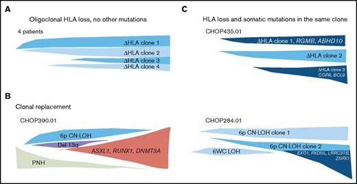 Figure 3. HLA loss is sufficient for clonal expansion, but does not prevent clonal evolution. A schematic diagram of 3 types of clonal architecture found in patients with somatic HLA loss. (A) Four patients had oligoclonal hematopoiesis with multiple independent events of HLA loss, without other nonsynonymous or regulatory region somatic mutations. (B) One patient had HLA loss and somatic mutations occurring in independent clones, where the clone bearing MDS-associated mutations expanded to replace the clone with HLA loss. (C) Two patients were found to have oligoclonal hematopoiesis with clones missing HLA alleles occurring in the same cells as somatic mutations, which were either subclonal or co-occurred with HLA loss in all cells analyzed.