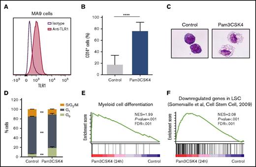 Figure 2. TLR1/TLR2 activation leads to differentiation of AML cells. (A) TLR1 expression on human MA9 leukemia cells. Histogram showing MA9 cells stained for TLR1 (red) and isotype control (purple line) using flow cytometry. (B-D) MA9 cells were treated with or without (control) Pam3CSK4 for 3 days. (B) Percentage of CD14+ cells measured by flow cytometry (n = 3). (C) May-Grünwald-Giemsa–stained cytospin slides (40× magnification). (D) Cell cycle status of MA9 cells from 1 representative experiment of 3. (E-F) In MA9 cells treated with Pam3CSK4 for 24 h, GSEA identified an enriched (E) myeloid cell differentiation signature and (F) a LSCs down signature; that is, a signature of genes downregulated in LSCs (AML cell populations with high versus low LSCs frequency). Mean values and SDs are shown. **P < .01; ****P < .0001.FDR, false discovery rate; NES, normalized enrichment score.