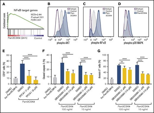 Figure 4. TLR1/TLR2 activation induces differentiation of AML cells in an NFκB-dependent manner and apoptosis in a p38 MAPK-dependent manner. (A) In MA9 cells treated with Pam3CSK4 for 24 hours, GSEA identified an enriched NFκB signature relative to nontreated cells (control). (B-D) Histograms depicting phospho-flow cytometric analysis of phosphorylated (B) AKT, (C) NFκB, and (D) p38 MAPK in Pam3CSK4-treated (20 minutes) MA9 cells (blue) compared with control treated cells (gray) and isotype control (purple line). (E) Percentage of CD14+ cells after preincubation with the IκB kinase-inhibitor TPCA1 at 1 or 3 μM, or DMSO control for 10 minutes, before being treated with Pam3CSK4 (1 μg/mL) for 3 days (n = 3). (F) Percentage of cleaved (active) Caspase 3+ cells and (G) percentage of Annexin V+ cells after preincubation with the p38 MAPK inhibitor SB203580 at 1 or 10 μM, or DMSO control for 10 minutes, before being treated with Pam3CSK4 (at the indicated concentrations) for 2 days (n = 3). Mean values and SDs are shown. **P < .01; ****P < .0001.