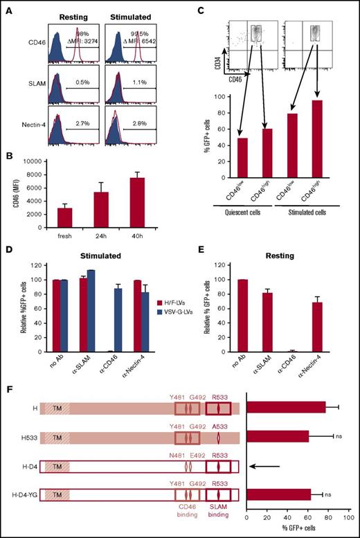 Figure 3. H/F-LVs exclusively use the CD46 receptor for high-level transduction of stimulated and quiescent hCD34+ cells. (A) Surface staining for the measles receptors (SLAM, CD46, and nectin-4) on resting or cytokine (TPO + SCF + Flt3-L) prestimulated hCD34+ cells. (B) Quantification of CD46 surface expression mean fluorescence intensity (MFI) of hCD34+ cells at different time points of cytokine stimulation (TPO + SCF + Flt3-L). (C) Prestimulated and resting CD34+ cells were stained for CD46, and each was sorted for low and high CD46 expression. Obtained subpopulations were transduced with H/F-LVs in the presence of retronectin, and transduction efficiency was analyzed by FACS 3 days later. (D) Prestimulated and (E) resting hCD34+ cells were transduced with H/F-LVs (MOI, 10) in the absence or presence of anti-CD46, anti-SLAM, or anti-nectin-4 blocking antibodies (Ab’s). Three days after transduction, GFP expression in these cells was determined by FACS. Transduction levels are presented as GFP expression relative to the H/F-LV transduction in the absence of antibody, set to 100% (mean ± SD; n = 3). (F) Schematic representation of the different MV hemagglutinin gp’s (Hgp’s). (H) The MV vaccinal Edmonston strain Hgp contains binding residues for both SLAM and CD46. CD46-tropic mutant Hgp was engineered by mutating 1 residue of Edmonston Hgp responsible for binding/fusion through SLAM (R533A; H533). SLAM-tropic Hgp was derived from the clinical strain D4 (H-D4). H-D4-YG was obtained by introducing CD46 binding residues (481Y and 492G) into the H-D4 envelope. Prestimulated hCD34+ cells were transduced with H/F-LVs, H-D4/F-LVs, H533/F-LVs, or H-D4-YG/F-LVs, and GFP expression was analyzed by FACS 6 days later (mean ± SD; n = 4). ns, not significantly different for H533 and HD4-YG compared with H. Statistical analysis was performed by using paired Student t test.