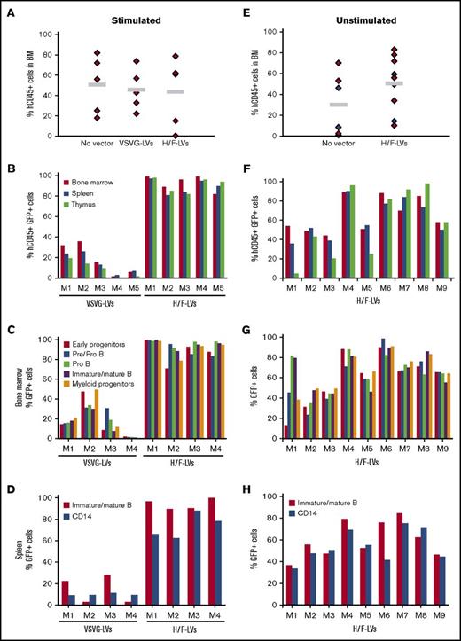 Figure 5. High-level hCD34+-cell transduction by H/F-LV is maintained in myeloid and lymphoid lineages in primary NSG recipient mice. hCD34+ cells were prestimulated with a cytokine cocktail (TPO + SCF + Flt3-L) for 16 hours (A-D) or not (E-H) and transduced with H/F-LVs (MOI, 10) or VSV-G-LVs (MOI, 50) in the presence of retronectin for 36 hours. Subsequently, the cells (2 × 105) were injected into the liver of irradiated newborn NOD/SCID γc−/− mice (NSG mice). Upon reconstitution for 12 weeks, the BM, spleen, and thymus of these primary engrafted mice were analyzed. (A,E) Total human cell engraftment analyzed by anti-hCD45 staining using FACS; no significant differences in reconstitutions with H/F-LVs vs VSV-G-LVs and vs untransduced were detected (paired Student t test). Gray line indicates mean % hCD45 reconstitution. (B,F) The percentage of transduced human cells (GFP+hCD45+ cells) was analyzed by FACS in the different hematopoietic tissues (BM, spleen, and thymus). (C,G) Transduction levels of the different hematopoietic cell lineages in the BM of NSG reconstituted mice. The percentage of GFP+ immature early progenitor cells (CD34+CD19–CD10–), pre/pro B cells (CD34+CD19+CD10–), pro B cells (CD34+CD19+CD10+), immature and mature B cells (CD34–CD19+CD10+CD20+), and myeloid progenitors (CD13+) are shown. (D,H) Transduction levels of different cell lineages in the spleen of NSG reconstituted mice. The percentages of GFP+ mature B cells (CD34–CD19+CD20+), monocytes, and granulocytes (CD14+) are shown. M1 to M9 represent individual reconstituted NSG mice for independent transductions with the indicated vectors.