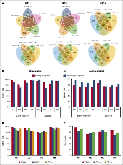 Figure 6. H/F-LVs transduce long-term reconstituting HSCs at levels approaching 100%. (A) Unstimulated hCD34+ cells were transduced with different H/F-LV preparations (H/F-1, H/F-2, H/F-3) encoding for a library of barcodes (32 bp long) and were injected into the livers of irradiated newborn NSG mice. Upon reconstitution, the bone marrow and spleen of these primary engrafted mice were analyzed for GFP+CD45+ cells in the BM and the spleen. An MOI of 5 was chosen. Upon 12 weeks of reconstitution, mice were euthanized and different populations from the BM (CD34+CD19– early progenitors, CD34+CD19+ B-cell progenitors, CD13+ myeloid progenitors), spleen (CD19+, CD3+, CD14+ cells), and CD3+ thymocytes were isolated. The integrated bar codes in each of these subpopulations were determined and the shared bar codes between the different lineages are indicated in a Venn diagram. (B-E) Transduced hCD34+ cells were injected into the liver of irradiated newborn NSG mice. Upon reconstitution, the bone marrow and spleen of these primary engrafted mice (first transplantation) were analyzed for GFP+CD45+ cells in the BM and the spleen. Subsequently, the hCD34+ cells, isolated from the BM of these mice, were injected (following the same procedure as for the primary NSG engraftments) into secondary recipient mice. At 12 weeks from engraftment, these secondary NSG mice were analyzed for the percentage of transduced human cells (GFP+hCD45+) in the BM and spleen. Analysis of engraftment of transduced human cells (GFP+hCD45+) in the BM and spleen of primary (black bars) and secondary (white bars) transplanted mice reconstituted with hCD34+ cells (B) prestimulated with a cytokine cocktail (TPO + SCF + Flt3-L) or (C) unstimulated and transduced with H/F-LVs. Detailed phenotypic analysis of transduced human cells in the BM of secondary transplanted mice reconstituted with (D) prestimulated or (E) unstimulated H/F-LV transduced hCD34+ cells. Analysis of transduced human cells (GFP+) in the myeloid progenitors (CD13+), monocytes (CD14+), progenitor cells (CD34+), and B cells (CD19+) in secondary recipient mice.