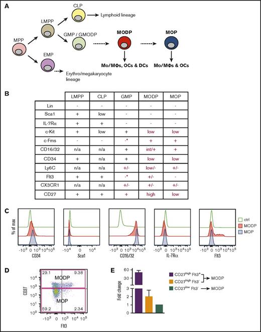 Figure 1. Cell surface markers of MODP and MOP. (A) Hypothetical positioning of the MODP and MOP in the hematopoietic tree. (B) Overview of cell surface marker expression on LMPP, CLP, GMP, MODP, and MOP according to literature data (black) and according to our own flow cytometric analysis (red) (*marker present on <10% of the population). (C) Expression of indicated cell surface markers on MODP and MOP populations according to flow cytometry. (D) Phenotypic definition of CD27high MODP (upper quadrants) and CD27low MOP (lower quadrants) populations within B220−CD11blow/−c-Kit+c-Fms+ BM cells and their cell surface Flt3 expression according to flow cytometry. (E) Relative Flt3 mRNA expression, as determined by quantitative polymerase chain reaction in the indicated subsets of B220−CD11blow/−c-Kit+c-Fms+ BM cells. Data are representative of 2 experiments with n = 3. Error bars indicate standard deviations. Ctrl, control (unstained); max, maximum; n/a, not applicable.