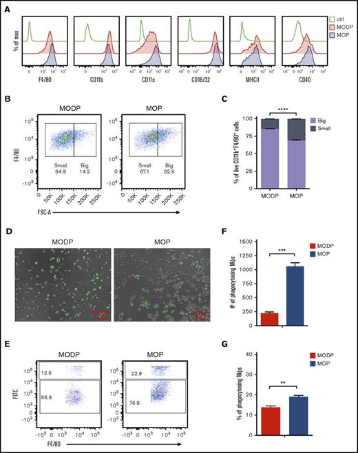 Figure 3. Phenotype and functionality of MODP- and MOP-derived MΦs. Sorted MODPs and MOPs were plated at 3000 cells/well and cultured in the presence of M-CSF for 6 days. (A) Flow cytometric detection of indicated markers on MODP- and MOP-derived cells. (B) Flow cytometry plots showing the size of MODP- and MOP-derived MΦs, defined by F4/80+ phenotype (gated on DAPI−CD11b+ cells) according to forward scatter (FSC). (C) Frequency of small and big MΦs (CD11b+F4/80+ cells) in MODP- and MOP-derived cultures. (D-G) To evaluate phagocytosis capacity, we cocultured cells with FITC+ microbeads. (D) Microscopic illustration of cells containing green fluorescent beads in MODP- and MOP-derived MΦ cultures. (E) Flow cytometry plots depicting the percentage of FITC+F4/80+CD11b+ cells in MODP- and MOP-derived MΦ cultures. (F-G) Quantification by flow cytometry of FITC+F4/80+CD11b+ cells as indicated by number (#) and frequency (%). Data are representative of 3 experiments with n = 3. Error bars indicate standard error of the mean. **P < .01; ***P < .005; ****P < .0001.