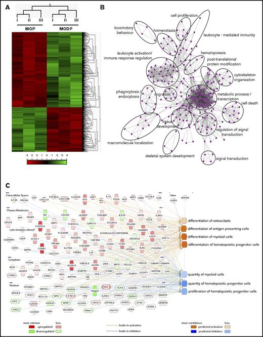 Figure 5. Transcriptome analysis of MODP and MOP. MODPs and MOPs were sorted from BM of 6 mice. Cell samples of 2 mice each were pooled to generate 3 biological replicates for RNAseq. Sequence reads were analyzed, as is indicated in the Materials and Methods section. (A) Hierarchical clustering and heat map of the 724 differentially expressed genes (P < .001; log2-fold change >4 or ≤4) from the 3 different samples (I, II, III). Upregulated and downregulated genes are ordered separately according to the degree of fold change expression (from “high” to “low”). The scale bar denotes log2 value. (B) GO network, generated by BiNGO. Nodes represent gene sets, and edges represent mutual overlap. Thus, highly redundant gene sets are grouped together as clusters, highlighted by the black circles. (C) GO analysis with IPA of the differentially expressed genes. Molecules with higher mRNA expression in the MOP are depicted in shades of red, whereas molecules with lower mRNA expression are in shades of green (log2 ratios). The molecules depicted clusters in the listed functional categories of genes, and their subcellular localization is also shown (extracellular space, plasma membrane, cytoplasm, and nucleus).