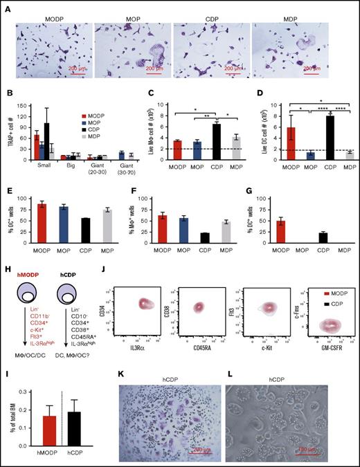 Figure 7. Differentiation potential of murine CDP and MDP compared with MODP and MOP and redefinition of the human CDP. (A-D) Bulk cultures. Sorted MODP, MOP, CDP, and MDP populations were cultured at 2000 cells per well under OC differentiation conditions for 5-6 days (A-B) and under MΦ (C) or DC (D) differentiation conditions for 7-8 days. (A) Light microscopic images showing TRAP+ multinuclear OCs. (B) Total TRAP+ OC yield per well, with OCs subdivided in small (3-10 nuclei), big (10-20 nuclei), giant (20-30 nuclei), and giant (30-70 nuclei). (C) MΦ yield in numbers of live MHCII+ progeny expressing CD11b and F4/80. (D) DC yield in numbers of total live cDC (MHCII+B220−CD11c+) and pDC (MHCII+B220+CD11c+) output. Data are representative of 3 experiments. Error bars indicate standard deviations. (E-G) Clonality assays. Sorted MODP, MOP, CDP, and MDP were cultured at 5 cells per well under OC differentiation conditions (E) or at 1 cell per well under MΦ (F) or DC (G) differentiation conditions. After 5 to 12 days, cultures were analyzed. Histograms depict percentages of wells with a colony out of 48 wells seeded. Data are derived from 2 experiments. Error bars indicate standard deviations. (H-I) Redefinition of the human (h)CDP. (H) Representation of the differentiation potential and cell surface markers of the hMODP15 and the hCDP.28 (I) Flow cytometric detection of indicated markers on hMODP (red) versus hCDP (black) within the same sample. Data are representative of 3 different donors. (J) Frequency of hMODPs and hCDPs among live BM cells (mean ± SD; n = 3). (K-L) Sorted hCDPs were cultured at 1000 cells per well under OC differentiation conditions for 8-10 days and under MΦ differentiation conditions for 14 days. (K) Light microscopic images showing TRAP+ multinuclear OCs. (L) Light microscopic images showing bead phagocytosing MΦs. Data are representative of 3 experiments. *P < .05; **P < .01; ****P < .0001.
