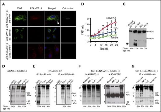 Figure 1. ADAMTS13 activity in ECs. (A) Confocal image of HUVECs stained with anti-VWF pAb (green, column 1), anti-ADAMTS13 mAb (red, column 2), merged image with 4′,6-diamidino-2-phenylindole (column 3) and green + red colocalization signal (column 4). Top row shows HUVECs stained with both Abs. Second and third rows represent controls with either isotype control anti-l-selectin mAb DREG56 (in place of anti-ADAMTS13, middle) or anti-myosin smooth muscle pAb (in place of anti-VWF, bottom). (B) 2 mg/mL HUVEC or HEK293T cell lysates prepared using detergent lysis was added to 1 μM XS-VWF FRET substrate. Final Triton-X concentration (vehicle control) was 0.2% in all samples. FRET ratio (indicating XS-VWF FRET cleavage) was measured over time. *P < .05 with respect to all other treatments. (C) Western blot showing XS-VWF FRET cleavage at 24 hours in the presence of HUVEC lysate, but not HEK293T lysate or vehicle control. (D) Western blot of crude HUVEC lysates prepared using 3 methods in the presence of 10 mM EDTA: heat denaturation/SDS-boil, detergent lysis/triton, and freeze-thaw. Four bands are noted: band 1 mass corresponds to mature VWF and its glycoforms (230-250 kDa), band 2 (∼200 kDa) origin is unknown, and bands 3 and 4 masses correspond to C-terminal (176 kDa) and N-terminal (140 kDa) cleavage fragments. No bands were present below 140 kDa (data not shown). (E) VWF immunoprecipitated from HUVEC lysates, prepared using different methods, using either anti VWF-A2 mAb 210909 (left gel) or anti-D′D3 mAb DD3.1 (right gel). The same 4 bands are observed. (F) Western blot of HUVEC supernatants collected 2 hours after stimulation with 25 µM histamine, 50 ng/mL TNF-α, 100 ng/mL IL-8, or 10 µM calcium ionophore (left gel) show all 4 bands. Overnight addition of 2 U/mL ADAMTS13 and 1.6M urea in right gel, results in amplification of 176 kDa band. (G) VWF from samples in panel C (left gel, no ADAMTS13) was immunoprecipitated using anti-D′D3 mAb DD3.1 before western blotting. VWF cleavage bands at 176 and 140 kDa are present in all panels. The bottom portion of the panel G gel, containing the 140-kDa fragment, was developed for a longer time. In all cases, % cleavage = cleaved VWF/total VWF = 100× intensity of 176 KDa band/(sum of intensity of 176 KDa + 250 KDa bands). SDS-polyacrylamide gel electrophoresis was performed under reducing conditions and all blots were probed with anti-VWF pAb (Dako). Functionally active ADAMTS13 activity and perinuclear colocalization of VWF and ADAMTS13 was observed in HUVECs.