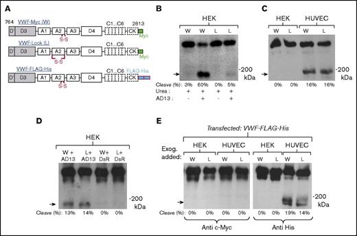 Figure 2. Intracellular cleavage of recombinant VWF expressed in HUVECs. (A) Schematic of Myc-tagged proteins VWF-Myc/wild-type (W), VWF-Lock (L), and VWF-FLAG-His. (B) 2 µg/mL recombinant VWF-Myc and VWF-Lock from HEK293Ts was incubated with 1.6 M urea with or without 4 U/mL recombinant ADAMTS13 (AD13) for 4 hours. Anti c-Myc mAb detected the ∼176 kDa C-terminal fragment in the case of VWF-Myc but not VWF-Lock (arrow). (C) HUVECs and HEK293Ts were transfected with VWF-Myc and VWF-Lock for 72 hours. Culture supernatant was concentrated 20-fold before western blotting with anti-c-Myc mAb. VWF-Myc and VWF-Lock were equally cleaved in HUVECs only. (D) VWF-Myc or VWF-Lock expressed in HEK293Ts either upon cotransfection with ADAMTS13 (lanes 1, 2) or control plasmid pLKO.1-PGK-DsRed (DsR, lanes 3, 4). Equal cleavage of VWF-Myc and VWF-Lock is observed upon ADAMTS13 cotransfection. (E) Both HUVECs and HEK293Ts were transiently transfected with VWF-FLAG-His. Transfection media were replaced the next day, and recombinant c-Myc tagged VWF-Myc or VWF-Lock protein produced in HEK293Ts was added to culture media to monitor extracellular cleavage in culture medium. Western blot of culture supernatant collected at 48 hours shows that only VWF-His produced in HUVECs was cleaved. Exogenously added c-Myc tagged proteins in culture medium remained intact.